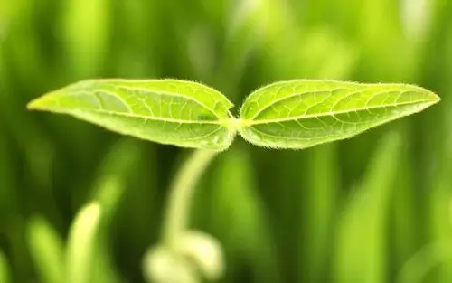 高清护眼绿色植物图片桌面壁纸