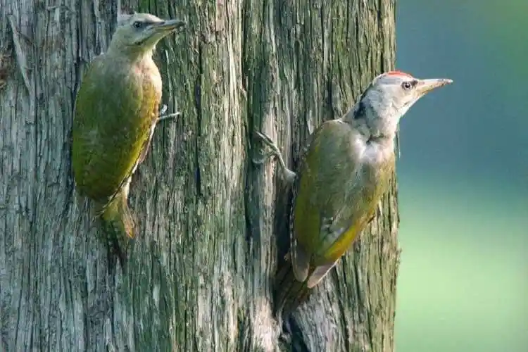 常见鸟类图片名称-1