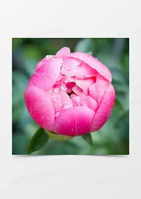 含苞待放的牡丹花图片