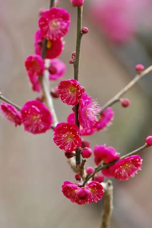 我以梅花图给朋友们拜年啦