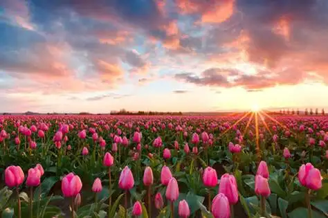 世界最美十大花海