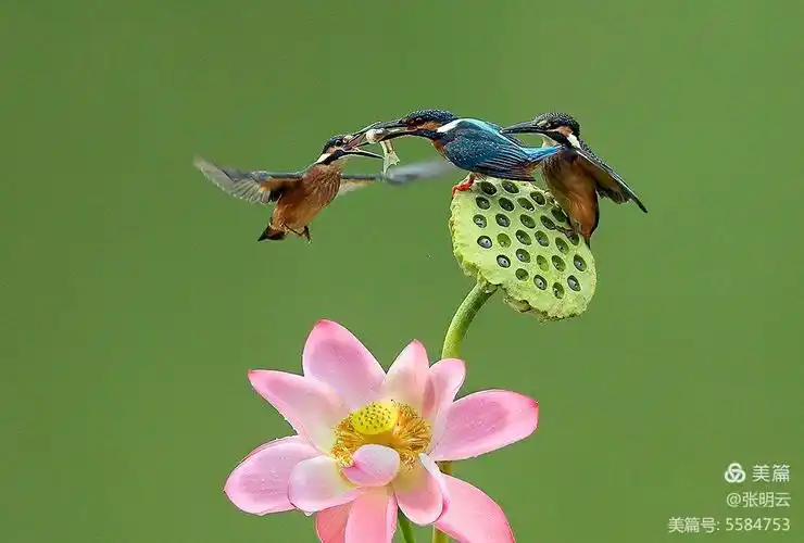 蝴蝶飞舞与荷花