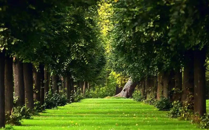 绿色护眼森林风景图片桌面壁纸