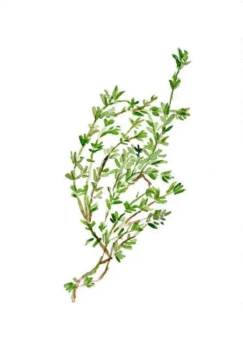 thyme, art print of watercolor painting, kitchen decor, herb