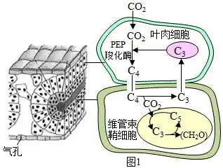 某地农业科技人员研究秋葵在晴朗夏季的光合作用日变化规律,并将各项