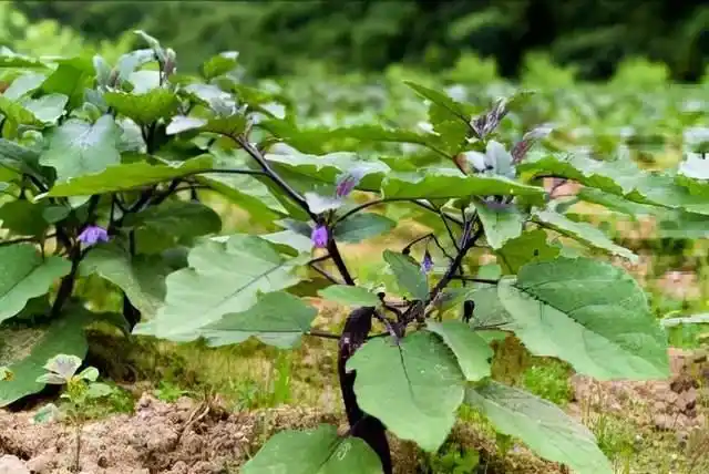 茄子苗长得不好,是什么原因导致的?高级农艺师来告诉你