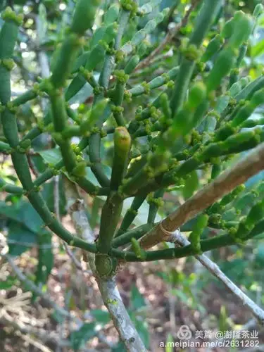 野生螃蟹脚的作用