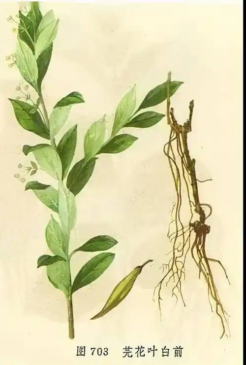 每天学习一味中药白前