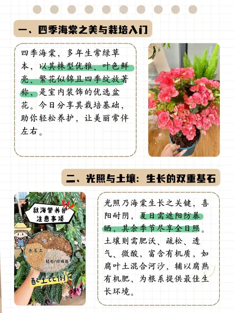 海棠花的养殖方法和注意事项 盆栽  四季海棠是多年生常绿草本植物