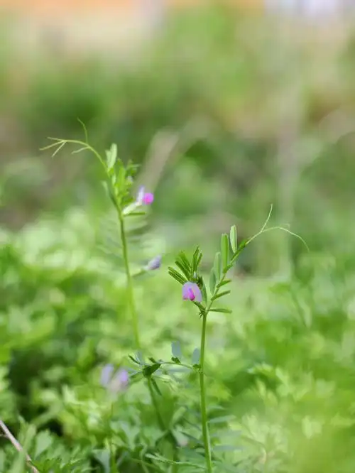 救荒野豌豆豆科野豌豆属
