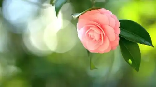 那绽放着笑脸的山茶花,高清壁纸图片,鲜花背景-回车桌面