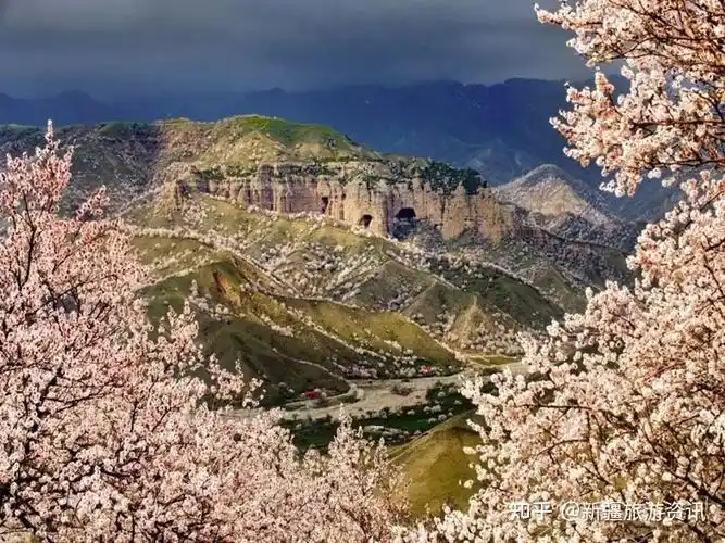 新疆大西沟福寿山花开正艳