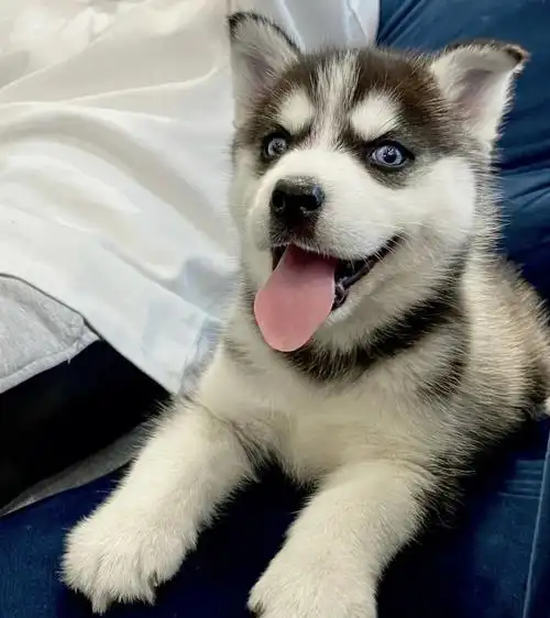 哈士奇幼犬低价领养喜欢来