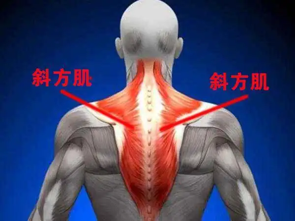 肩背部酸痛按摩斜方肌反射区马上见效后附操作手法视频