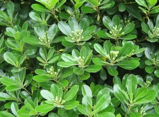 灌木有哪些:21种常见灌木介绍