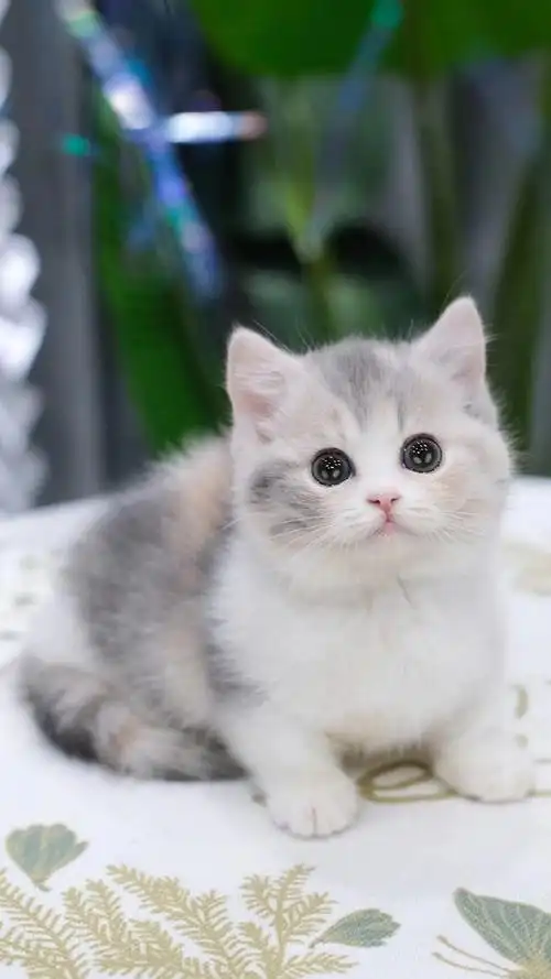 英短三花##英短猫