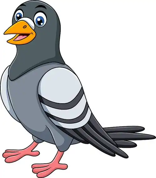 卡通有趣的鸽子孤立在白色的背景