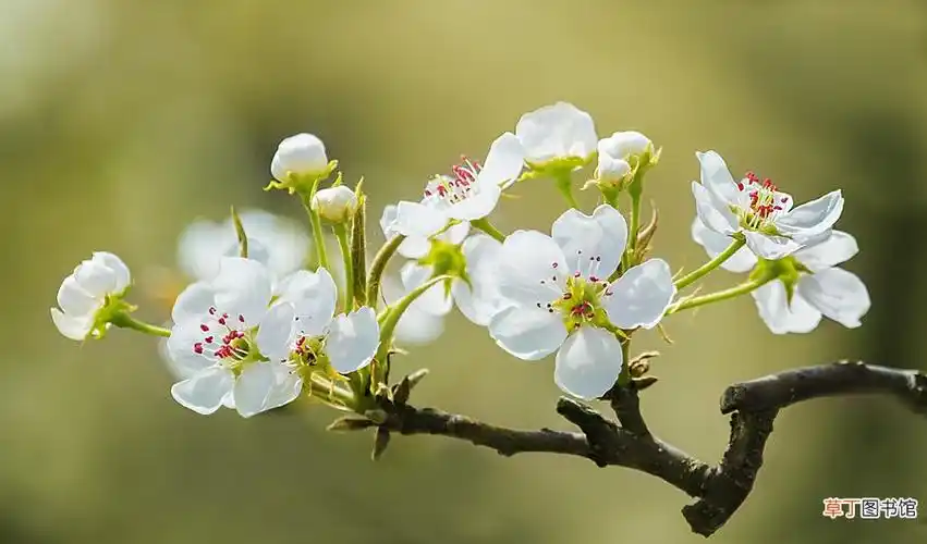 【梨花】梨花图有哪些?