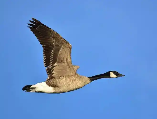 加拿大雁(branta canadensis)