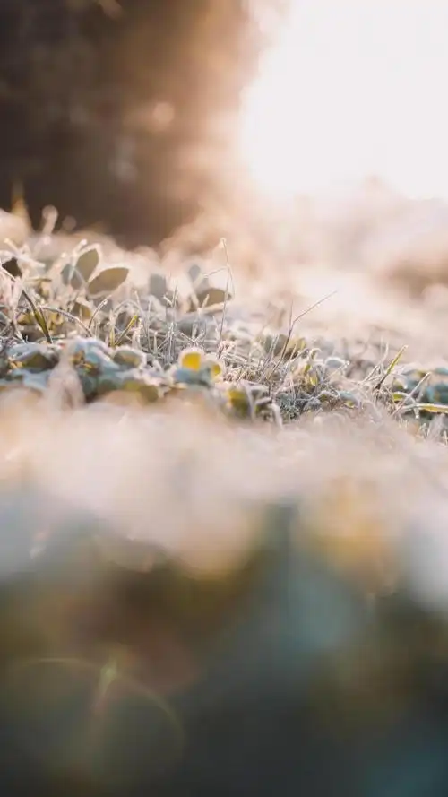 阳光下的优美小清新美景