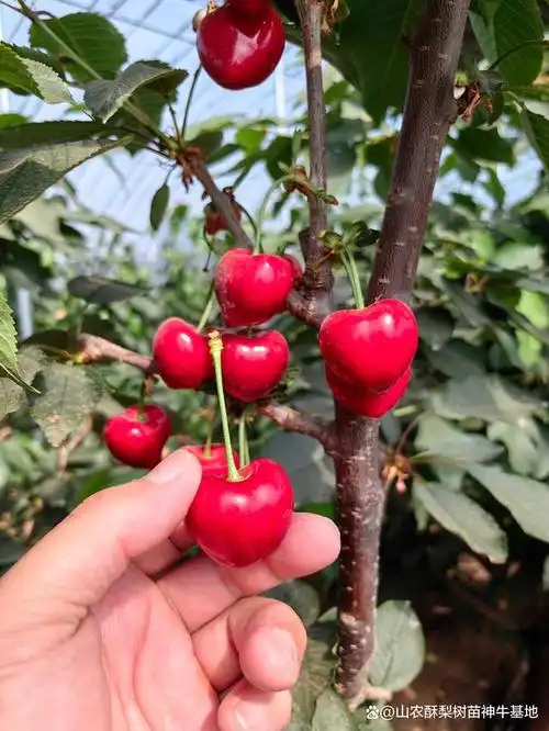 又一个早熟樱桃新品种-火箭大樱桃大家了解吗?