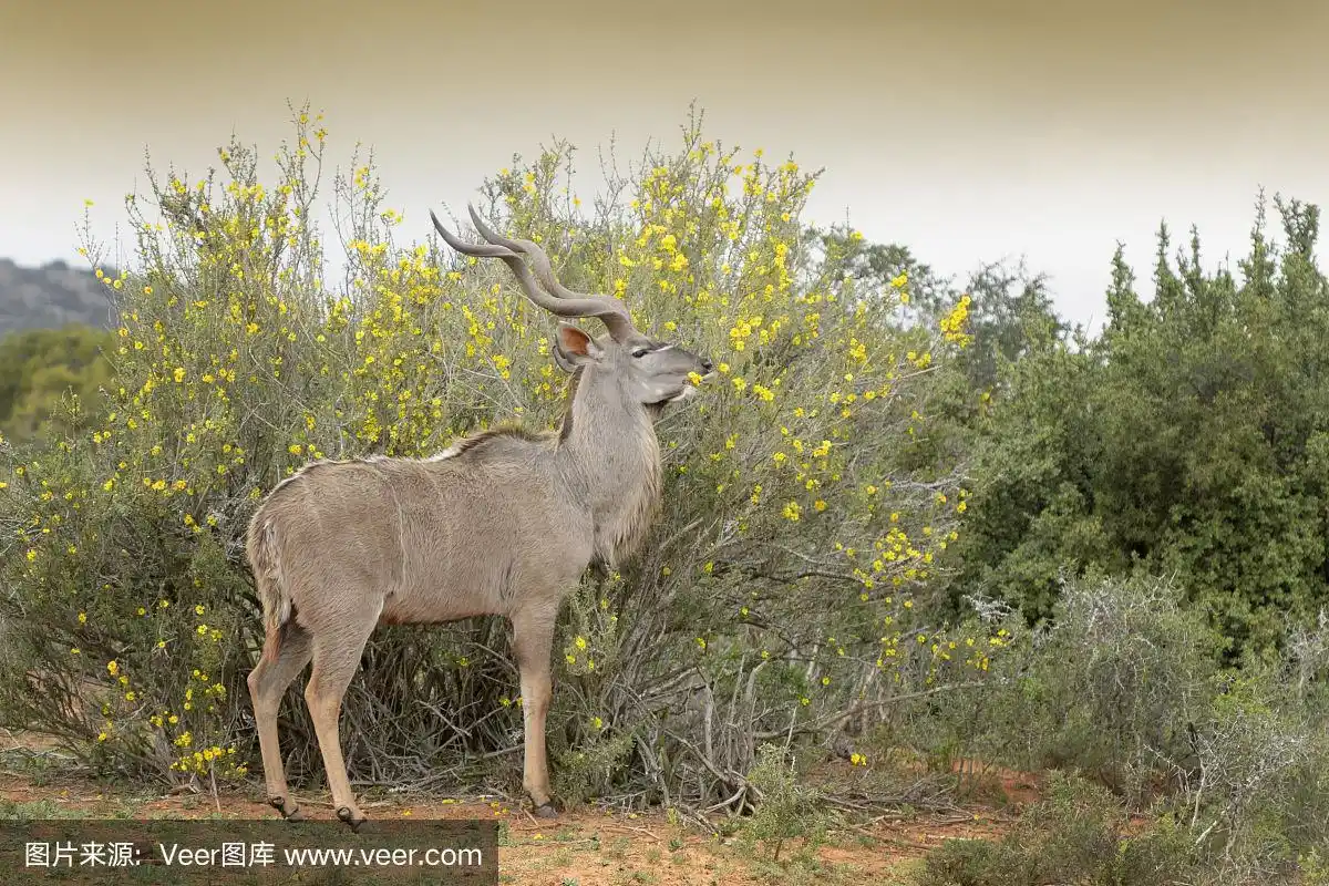 大羚羊(黄斑羚)