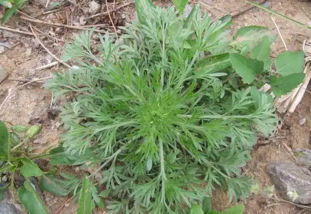 绵茵陈的功效与作用茵陈泡水喝有什么功效