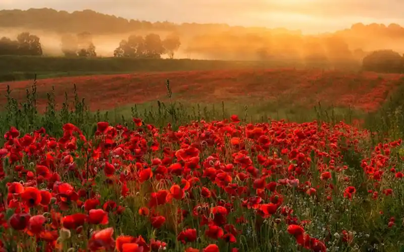 小清新唯美田园风光高清桌面壁纸