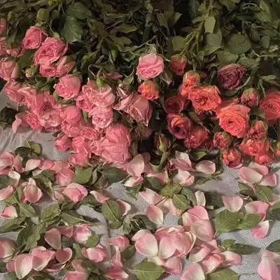 朋友圈背景图 手机壁纸 鲜花 意境图片 ins风简约风格