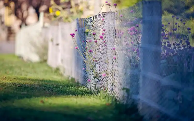 篱笆,午后,阳光,回忆之路,小花,清新,唯美,草地,,风景,阳光正好篱笆