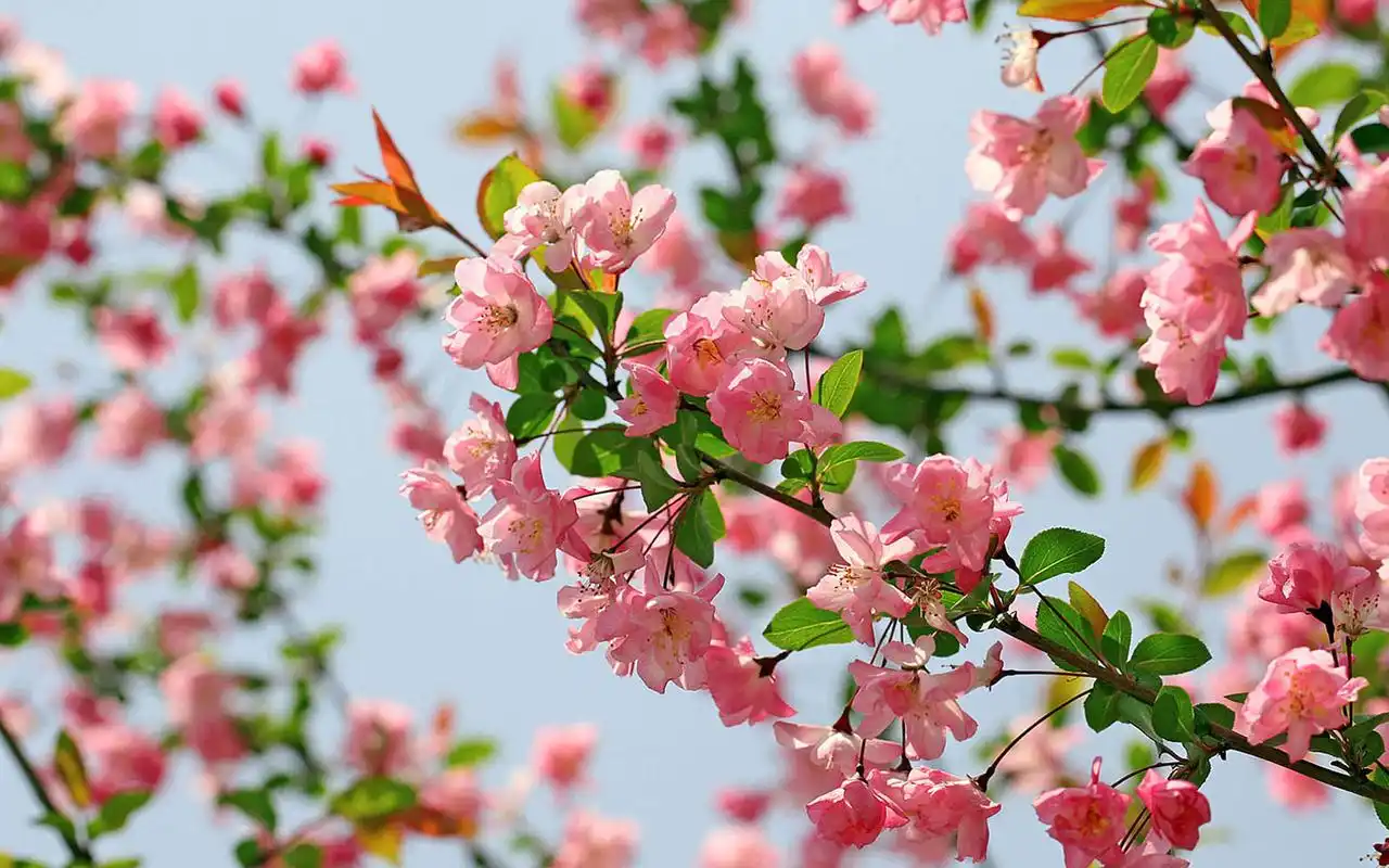 国艳-海棠花高清壁纸