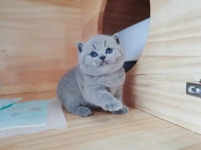 啵啵熊英国短毛猫纯蓝