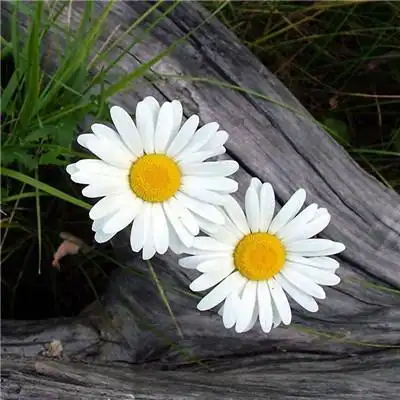 微信图片头像唯美简单