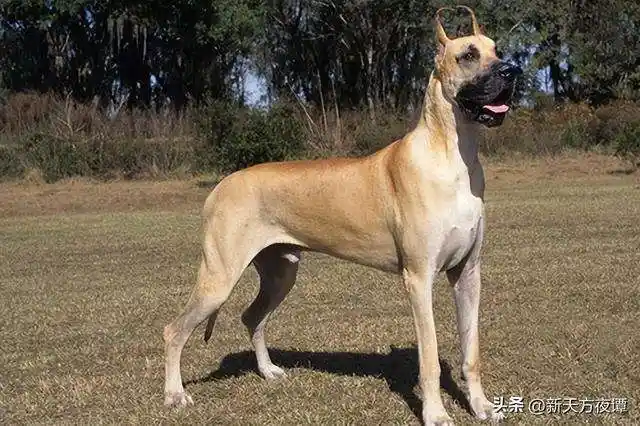 「巨型犬品种大全」50种名犬图片大全 - 宠百科