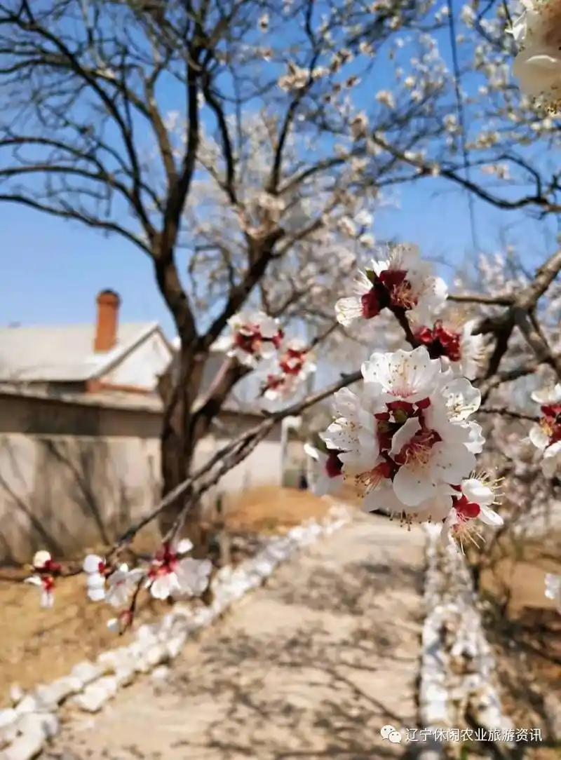 杏花微雨醉春风旅顺这个杏花村落看一眼就爱上