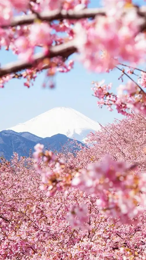 日本樱花唯美摄影