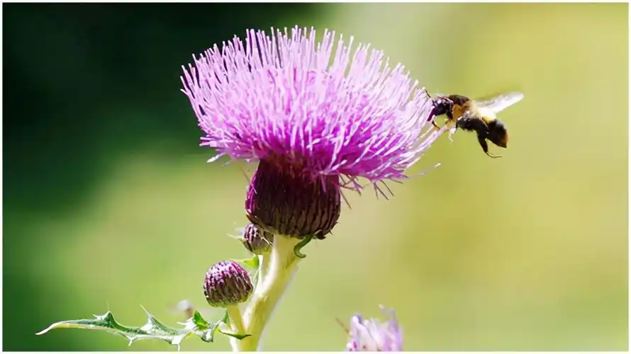 天然草本药物——水飞蓟