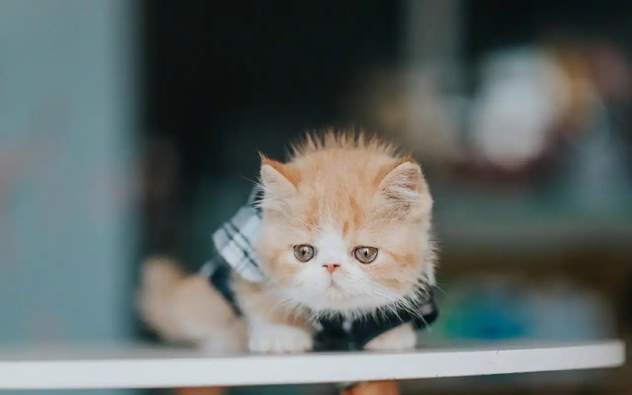 呆萌小猫可爱高清桌面壁纸