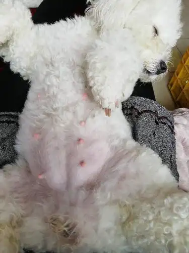 我家的比熊犬从交配到现在已经一个多月了,它最近很黏人,行动特比较慢