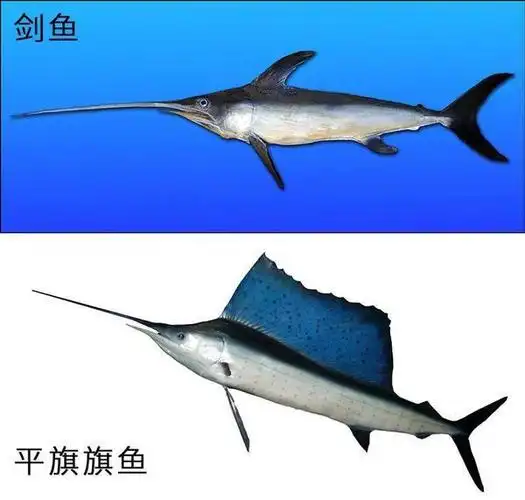 剑鱼系列或许是卡西欧旗下最值的潜水表?