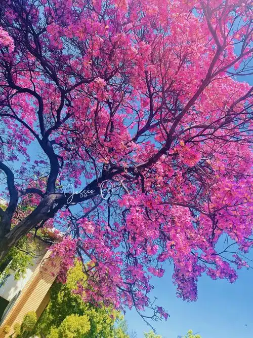 属於la最美的花78