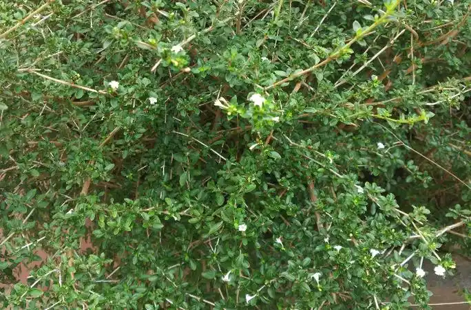 属于茜草类,六月雪属.常绿小灌木.株高三尺,枝条纤细,成株分枝浓密.