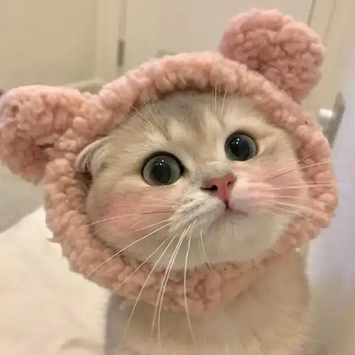 超可爱的猫咪头像哦
