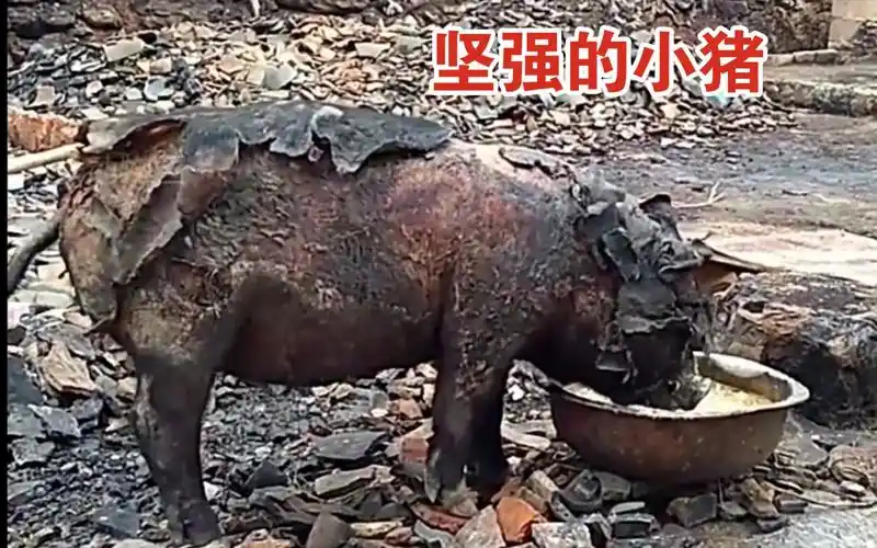 全身被烧焦的小猪,猪坚强