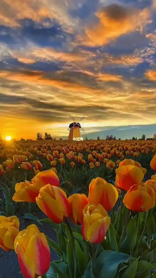 希望未来的道路,有我亦有你#治愈系风景 #高清壁纸