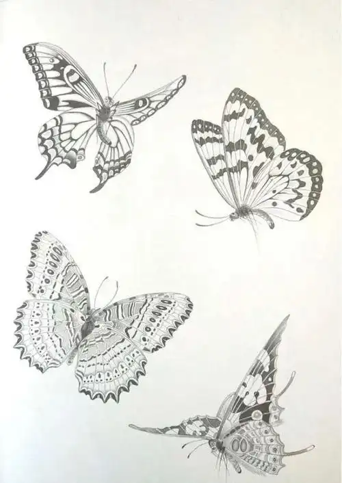 蝴蝶白描