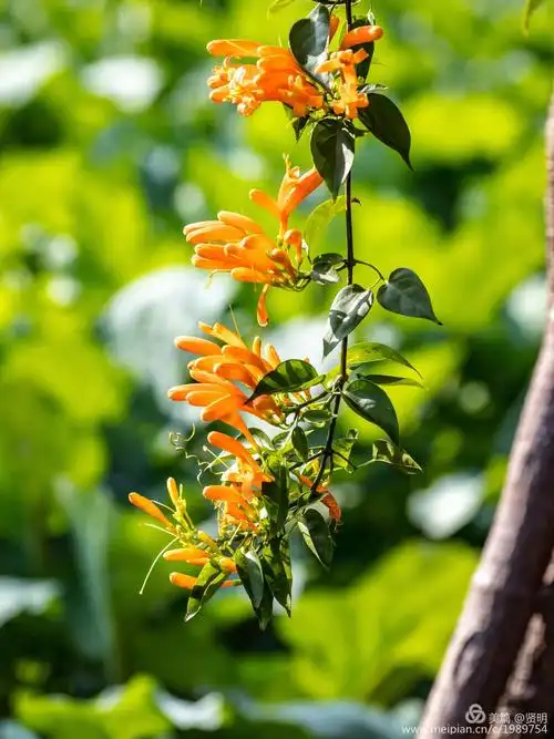 春天的风景,如一幅幅美丽的画卷,让游子陶醉在大自然的怀抱里,如痴如