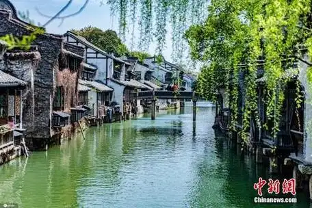 图为乌镇春日风景.