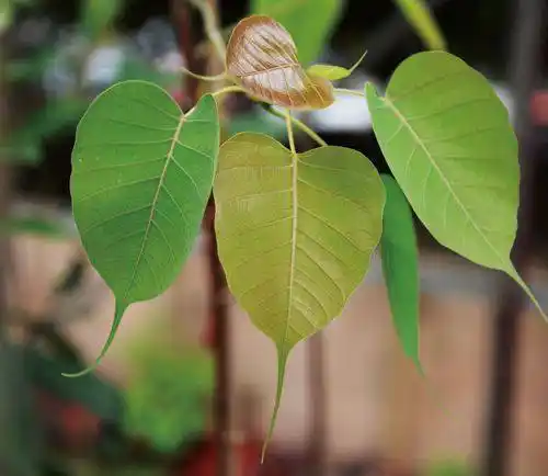 印度的一种古老艺术,菩提树叶子上作画