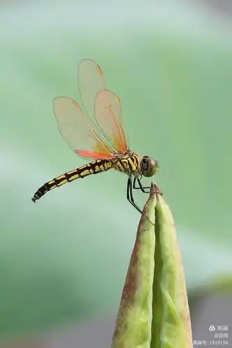 夏日池塘……蜻蜓飞舞
